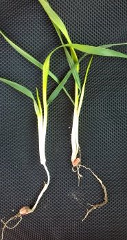 wheat seedling mesocotyl